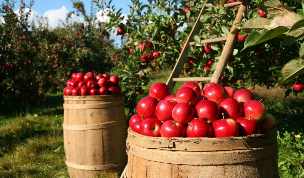 Održiva uporaba sredstava za zaštitu bilja (pesticidi)